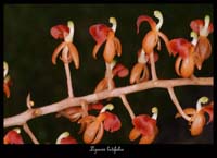 Liparis-latifolia